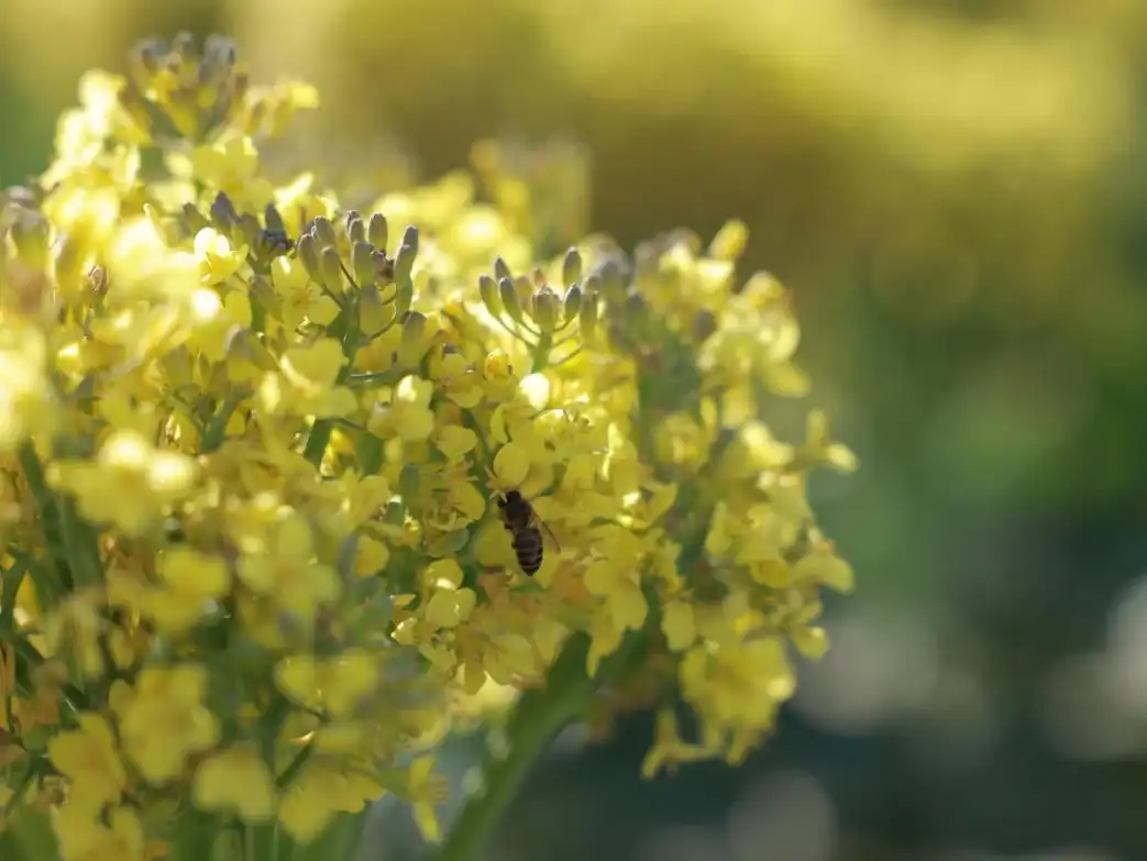 broccoli seed extract.jpg